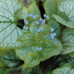 Brunnera Macrophylla 'Jack Frost' 12 Brunnera Macrophylla 'Jack Frost' -Plants Sales Store BRUN t57542 C