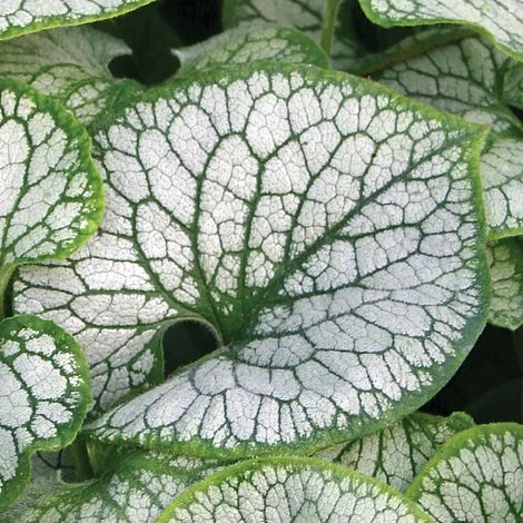 Brunnera Macrophylla 'Jack Frost' 8 Brunnera Macrophylla 'Jack Frost' - Image 6