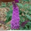Buddleja 'Buzz® Magenta' 1 Buddleja 'Buzz® Magenta' -Plants Sales Store BUDD P88296 A1