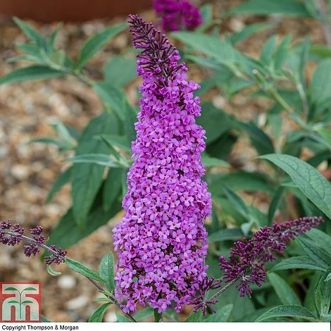 Buddleja 'Buzz® Magenta' 3 Buddleja 'Buzz® Magenta'