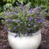 Buddleja 'Blue Chip' -Plants Sales Store BUDD T63578 A h