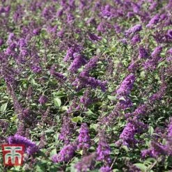 Buddleja 'Blue Chip' -Plants Sales Store BUDD T63578 C