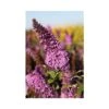 Buddleja Davidii 'Peacock' -Plants Sales Store BUDD T66089 A h