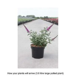 Buddleja 'Lo & Behold - Purple Chip' -Plants Sales Store BUDD T67872 B h
