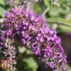 Buddleja 'Lo & Behold - Purple Chip' -Plants Sales Store BUDD T67872 C