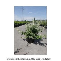 Buddleja 'Lo & Behold - White Chip' -Plants Sales Store BUDD T67876 B h