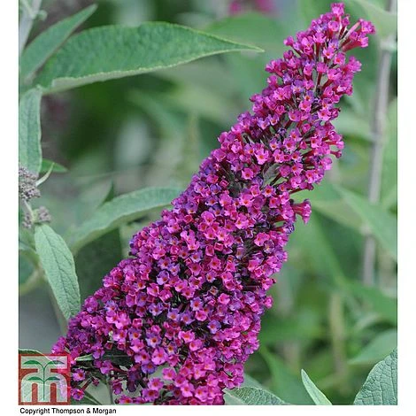Buddleja 'Buzz® Velvet' 3 Buddleja 'Buzz® Velvet'