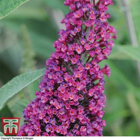 Buddleja 'Buzz® Velvet' 4 Buddleja 'Buzz® Velvet' - Image 2