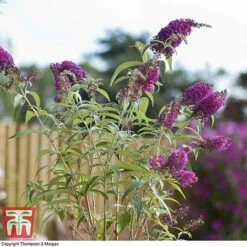 Buddleja 'Buzz® Velvet' 8 Buddleja 'Buzz® Velvet' -Plants Sales Store BUDD T77369 C