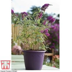 Buddleja 'Buzz® Velvet' 9 Buddleja 'Buzz® Velvet' -Plants Sales Store BUDD T77369 D