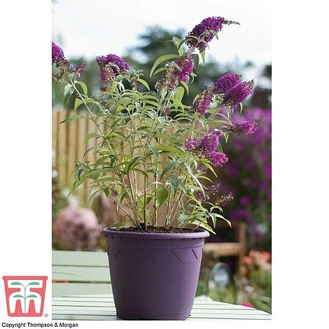 Buddleja 'Buzz® Velvet' 6 Buddleja 'Buzz® Velvet' - Image 4