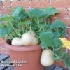 Butternut Squash 'Butterbush' 2 Butternut Squash 'Butterbush' -Plants Sales Store BUTBUS