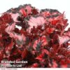 Begonia 'Red Robin' -Plants Sales Store Begonia Red Robin branded