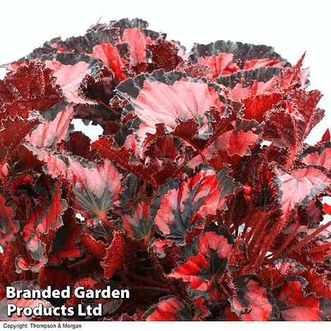 Begonia 'Red Robin' 3 Begonia 'Red Robin'