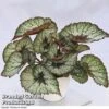 Begonia 'Rocheart' 2 Begonia 'Rocheart' -Plants Sales Store Begonia Rocheart