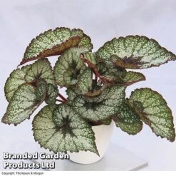 New Release 1 Begonia 'Rocheart'