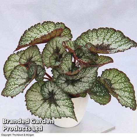 Begonia 'Rocheart' 3 Begonia 'Rocheart'