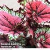 Begonia 'Satin Starburst' -Plants Sales Store Begonia Satin Starburst