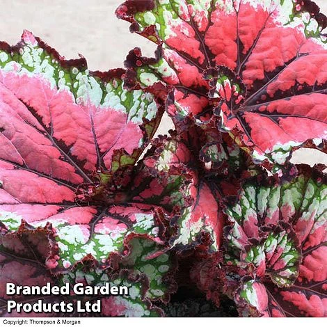 Begonia 'Satin Starburst' 3 Begonia 'Satin Starburst'