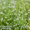 Calamintha Nepeta -Plants Sales Store CALA NEPETA L00388
