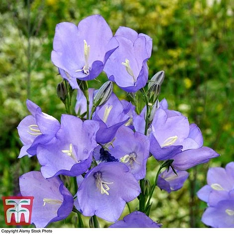 Campanula Persicifolia 'Caerulea' 4 Campanula Persicifolia 'Caerulea' - Image 2