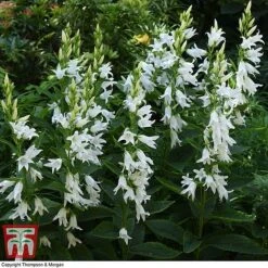 Campanula Lactiflora 'Loddon Anna' 5 Campanula Lactiflora 'Loddon Anna' -Plants Sales Store CAMP LATI2