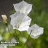 Campanula Carpatica 'Alba'