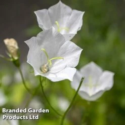 Campanula Carpatica 'Alba'