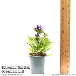 Campanula Glomerata 'Blue Crown' -Plants Sales Store CAMP BLUECR9CM T49370