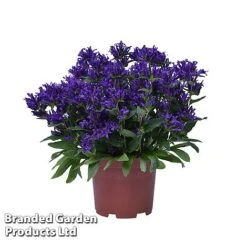 Campanula Glomerata 'Blue Crown' -Plants Sales Store CAMP BLUECROWN S34312