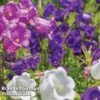 Campanula 'Canterbury Bells' 2 Campanula 'Canterbury Bells' -Plants Sales Store CAMP CANTERBEL L13184