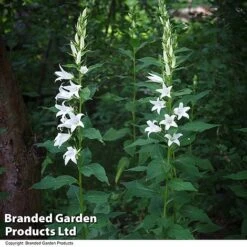 Campanula Pyramidalis 'Alba'