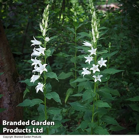 Campanula Pyramidalis 'Alba' 3 Campanula Pyramidalis 'Alba'