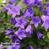 Campanula Poscharskyana 'Stella' -Plants Sales Store CAMP STELLA W48298
