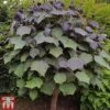 Catalpa X Erubescens 'Purpurea' -Plants Sales Store CATA TKA2013 A