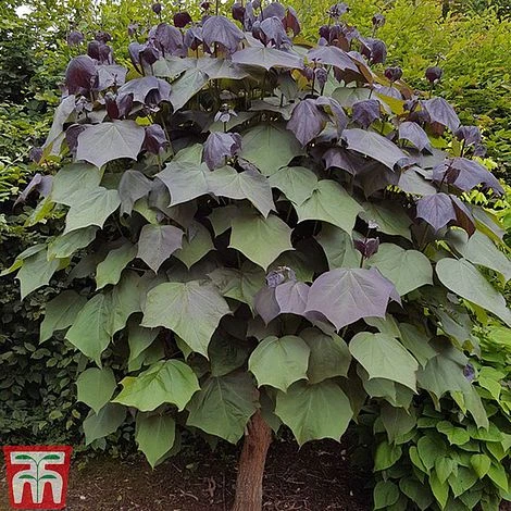 Catalpa X Erubescens 'Purpurea' 3 Catalpa X Erubescens 'Purpurea'