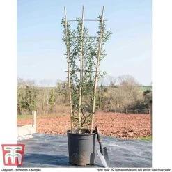 Ceanothus 'Concha' -Plants Sales Store CEAN WKB9218 L1