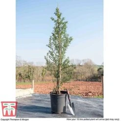 Ceanothus 'Concha' -Plants Sales Store CEON KB3922 L