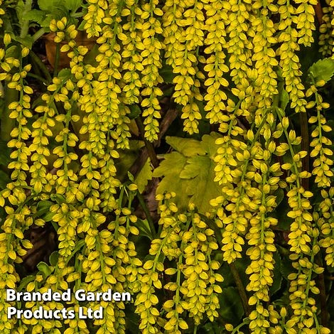 Chiastophyllum Oppositifolium 3 Chiastophyllum Oppositifolium