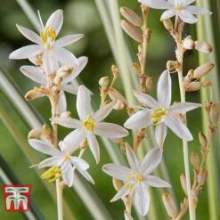 Chlorophytum Saundersiae 'Starlight' -Plants Sales Store CHLO KA8720 D