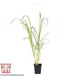 Chlorophytum Saundersiae 'Starlight' -Plants Sales Store CHLO KA8720 G