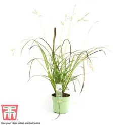 Chlorophytum Saundersiae 'Starlight' -Plants Sales Store CHLO KA8720 H