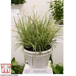 Chlorophytum Saundersiae 'Starlight' -Plants Sales Store CHLO KA8720 RHS