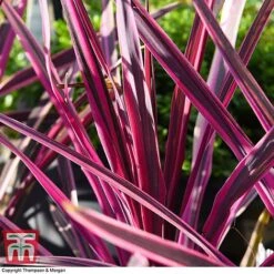 Cordyline 'Pink Passion' 13 Cordyline 'Pink Passion' -Plants Sales Store CORD 5852 A1