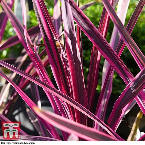 Cordyline 'Pink Passion' 6 Cordyline 'Pink Passion' - Image 4