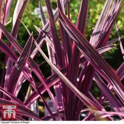 Cordyline 'Pink Passion' 14 Cordyline 'Pink Passion' -Plants Sales Store CORD 5852 A2