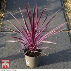 Cordyline 'Pink Passion' 15 Cordyline 'Pink Passion' -Plants Sales Store CORD 5852 A3