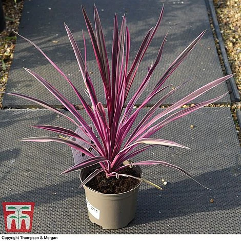Cordyline 'Pink Passion' 8 Cordyline 'Pink Passion' - Image 6