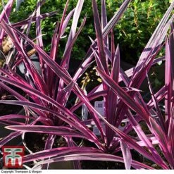 Cordyline 'Pink Passion' 16 Cordyline 'Pink Passion' -Plants Sales Store CORD 5852 A4