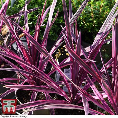 Cordyline 'Pink Passion' 9 Cordyline 'Pink Passion' - Image 7